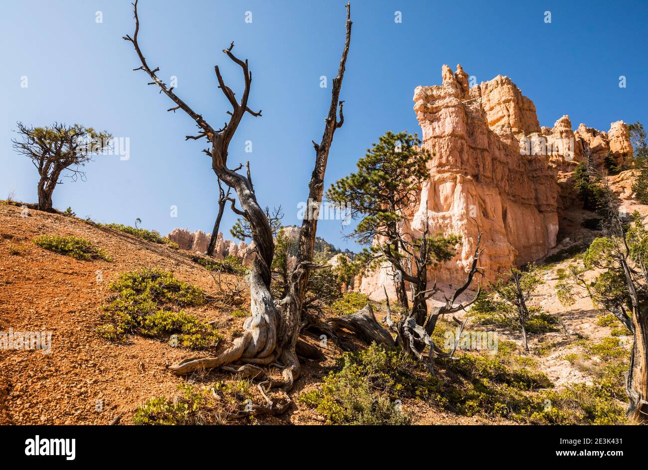 Trees on a hillside below rock formations along the Fairyland Loop Trail in Bryce Canyon National Park, Utah, USA. Stock Photo