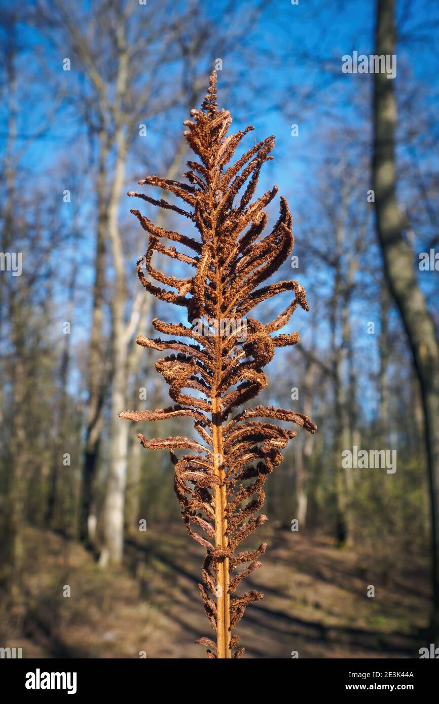 Dry brown fern leaf on spring sunny day against blurred background of forest and blue sky. Selective focus, vertical view Stock Photo