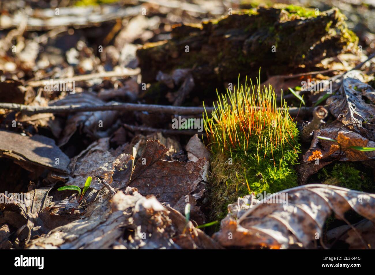 Moss Tortula muralis between dry leaves in forest at sunny spring day. Selective focus, copy space Stock Photo