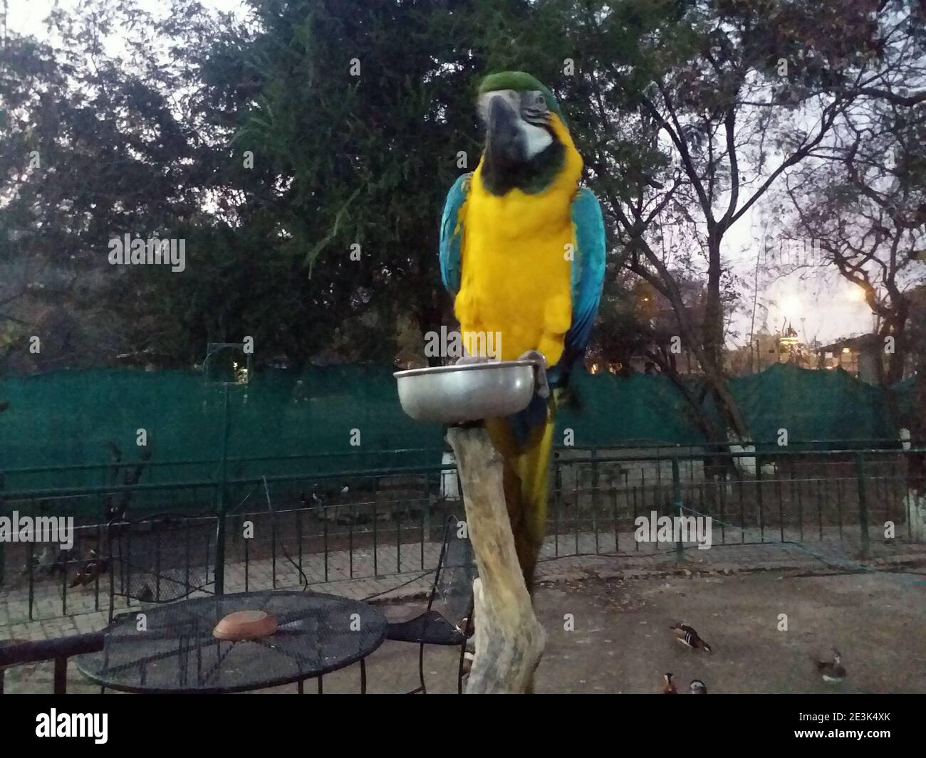 parrot in birds quarry Stock Photo