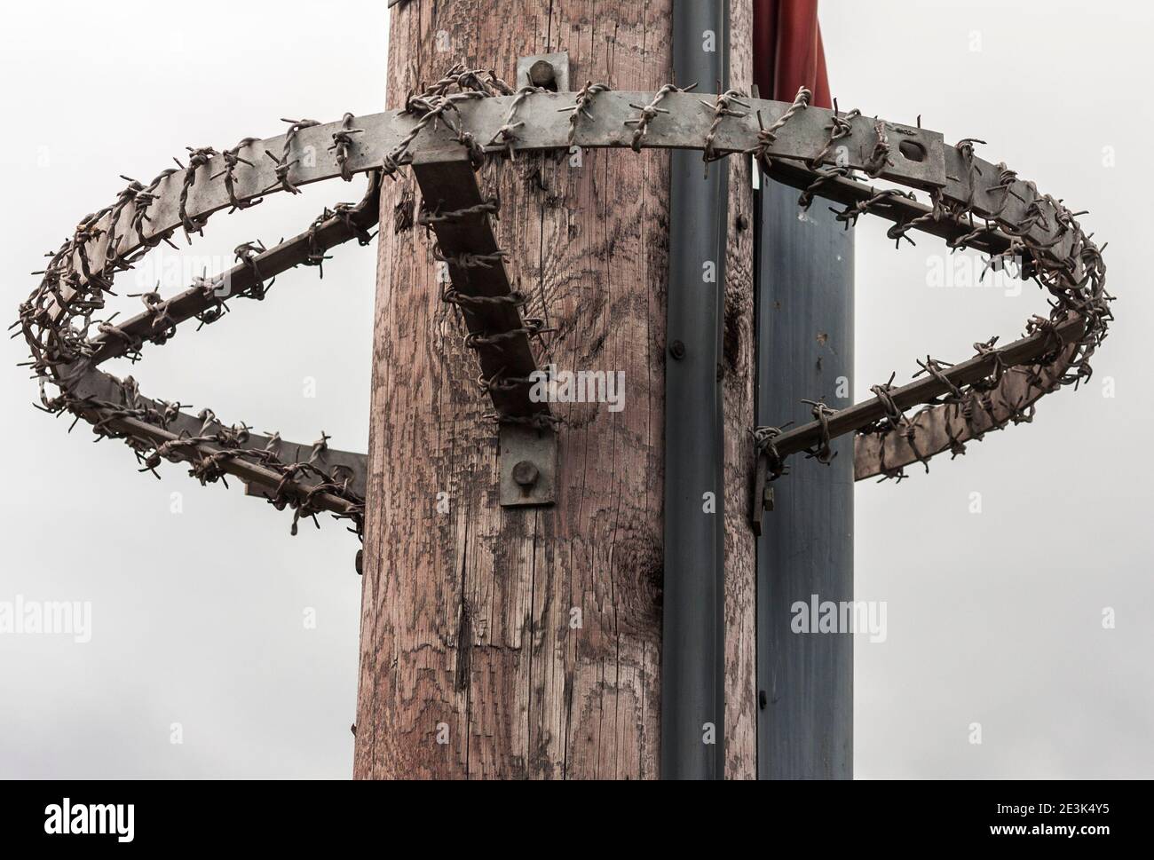 A ring of anti climb barbed wire fixed to a telegraph pole at Redcar,England,UK Stock Photo