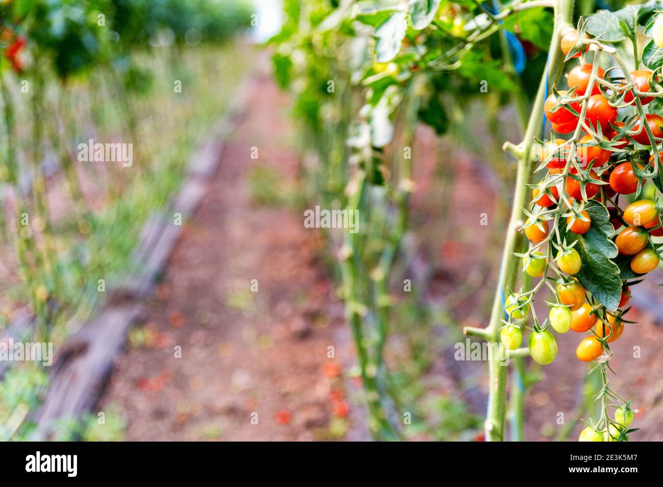 Close up of cherry tomatoes cultivation in a greenhouse. Selective focus Stock Photo