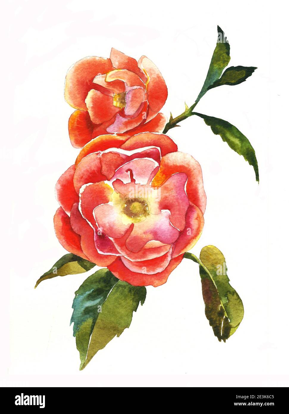 Red rose original watercolor painting hi-res stock photography and ...