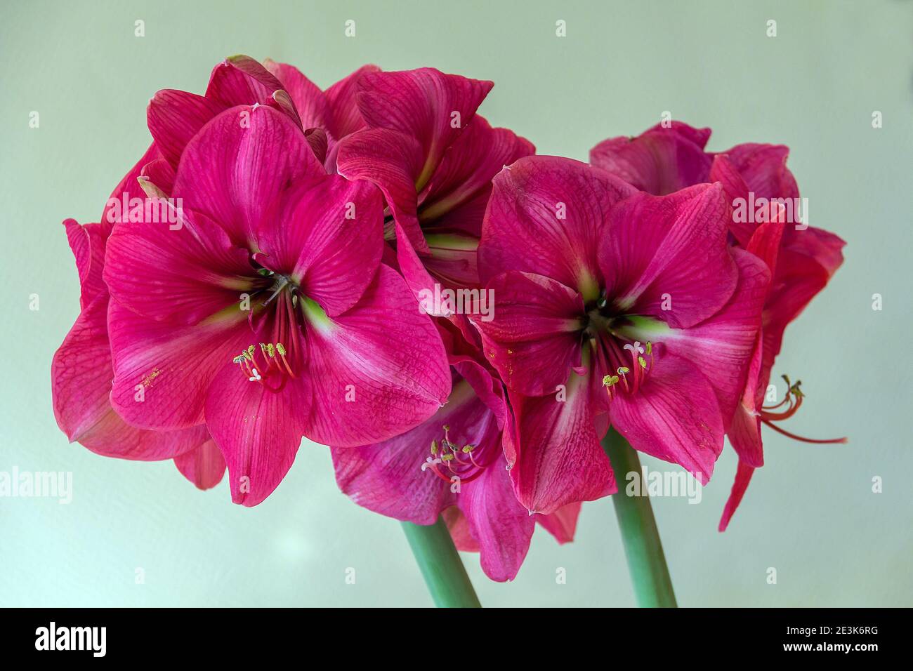 Hippeastrum Amaryllis pink amaryllis flower blooming close up  Stock Photo