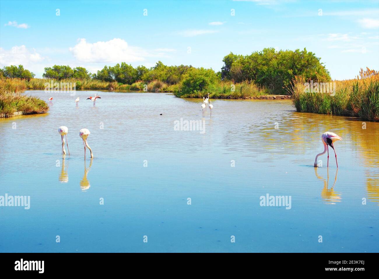 Camargue pond with pink flamingos. Stock Photo