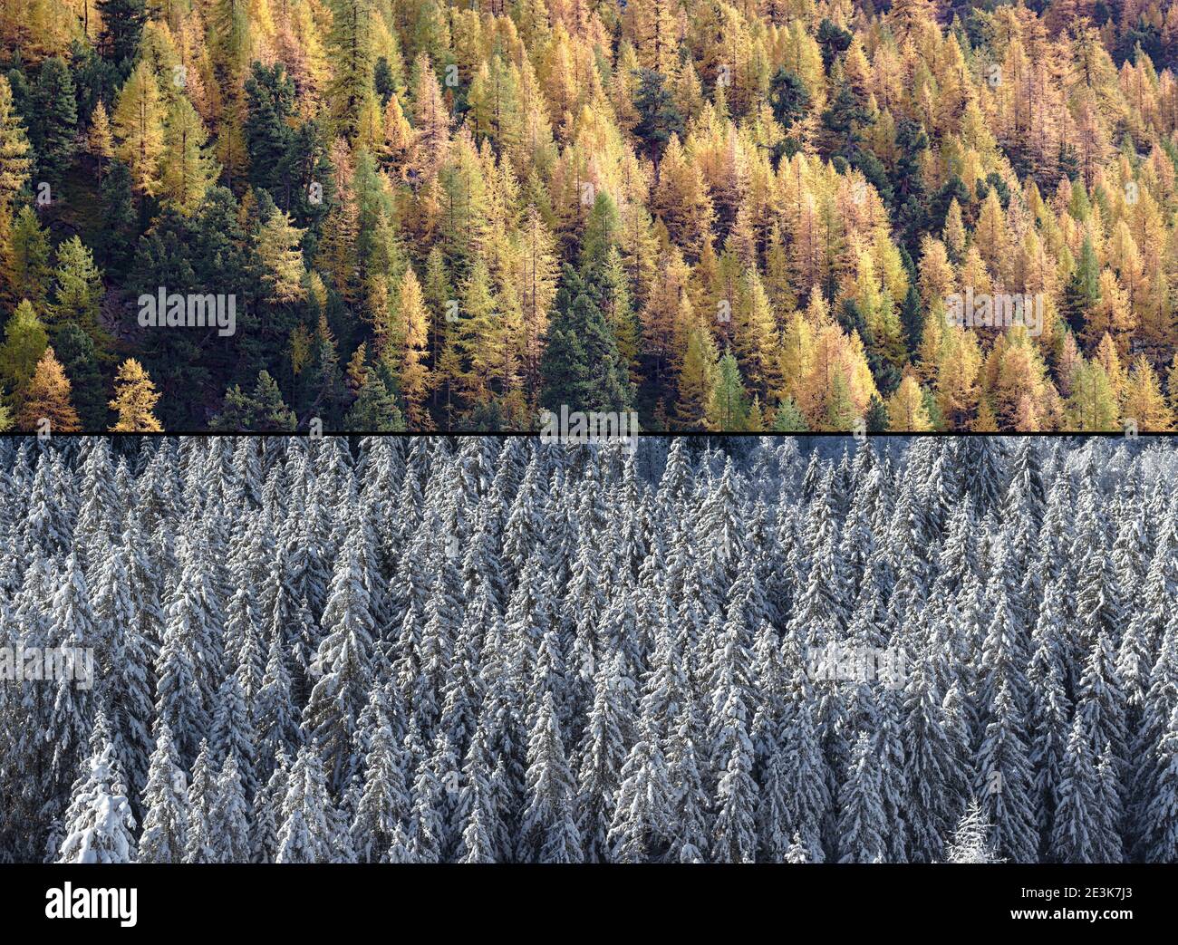 Winter and autumn forest shown in contrast horizontal split image Stock ...