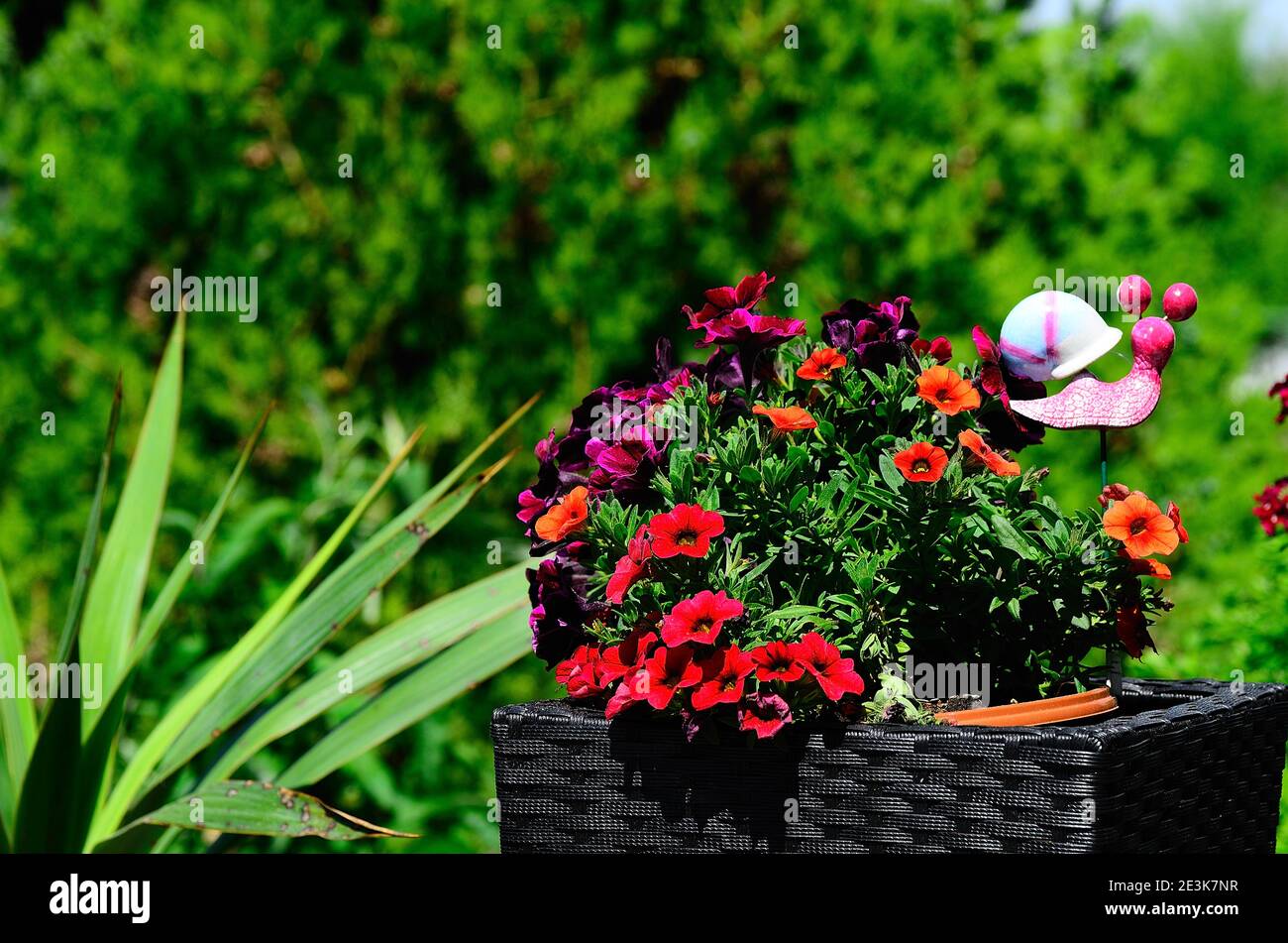 fresh colorful flowers in rattan pot Stock Photo