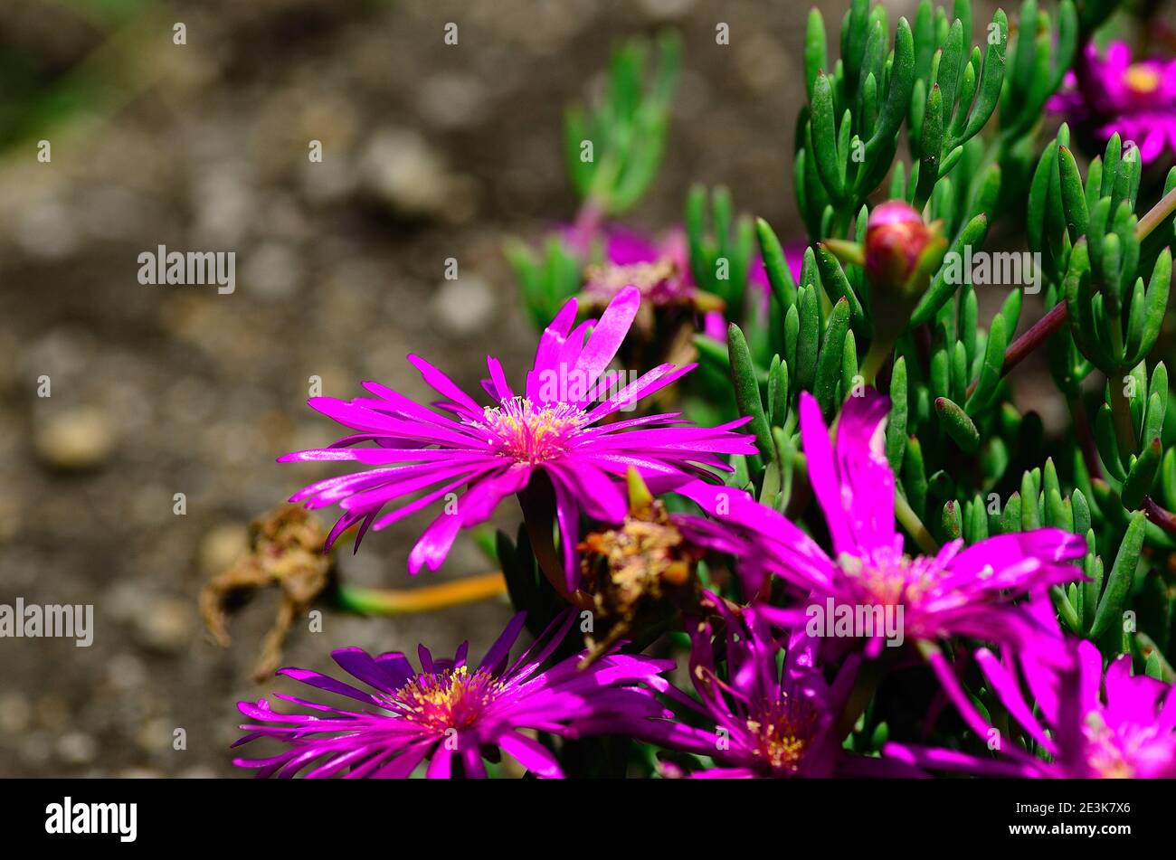 purple flowers in the garden and spring Stock Photo - Alamy