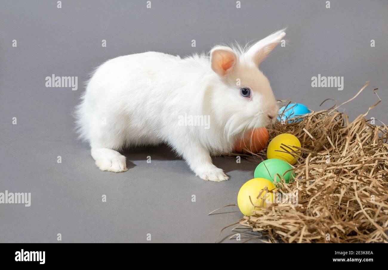 White easter rabbit and colorful easter eggs on gray background Stock Photo