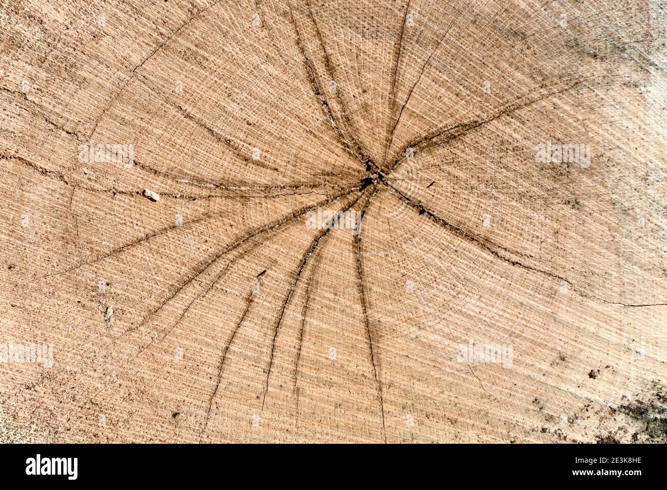 Abstract closeup background of a split piece of wood. A renewable ...