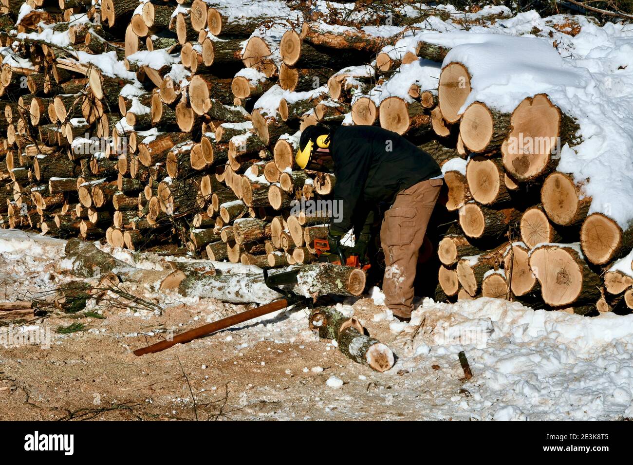Male lumberjack or logger, using s chainsaw to cut logs and stack them on the winter wood pile for firewood, a renewable resource.. Stock Photo