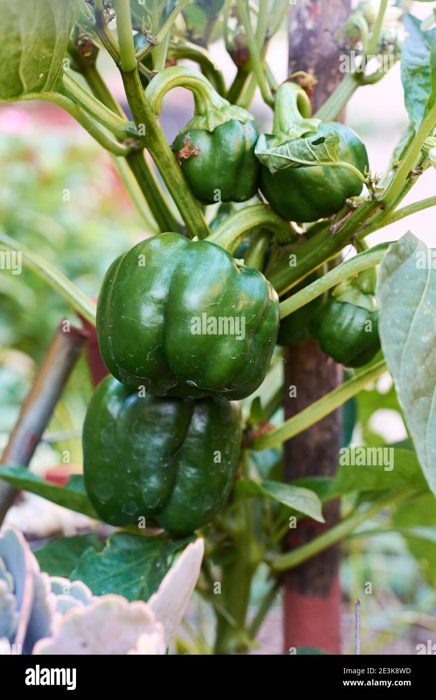 Closeup of plant of green organic sweet bell peppers growing in the garden. Stock Photo