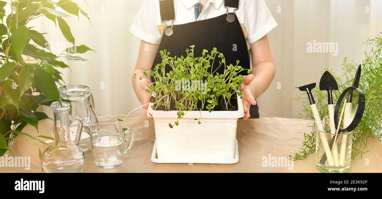 The child hands show off a pot of pot with sprouted green seed sprouts. Gardening, caring and growing plants. Nearby are shovels, rakes and water in t Stock Photo