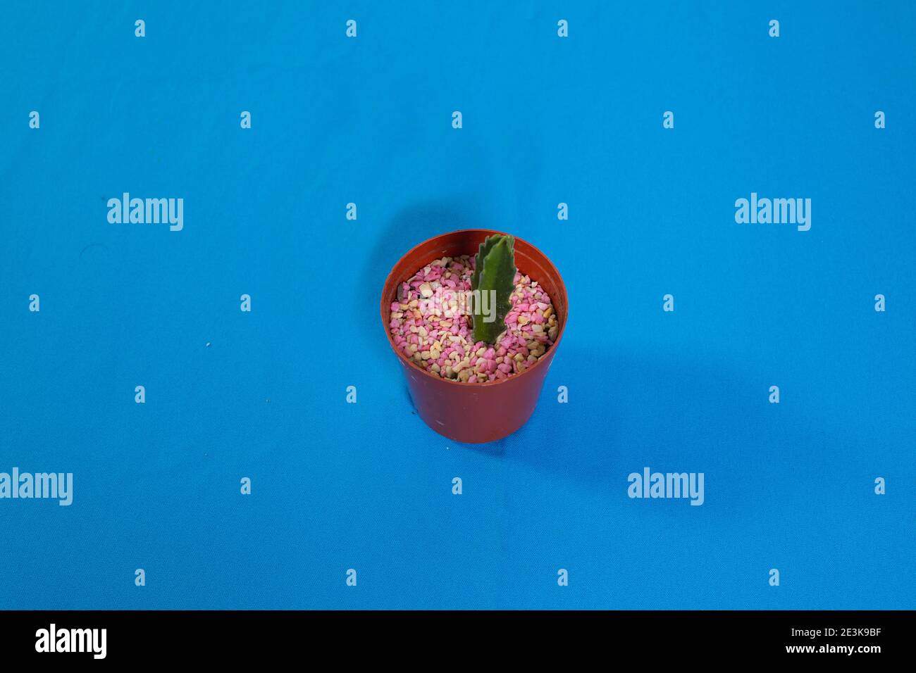 candlestick cactus with decorative stones ideal for desks Stock Photo