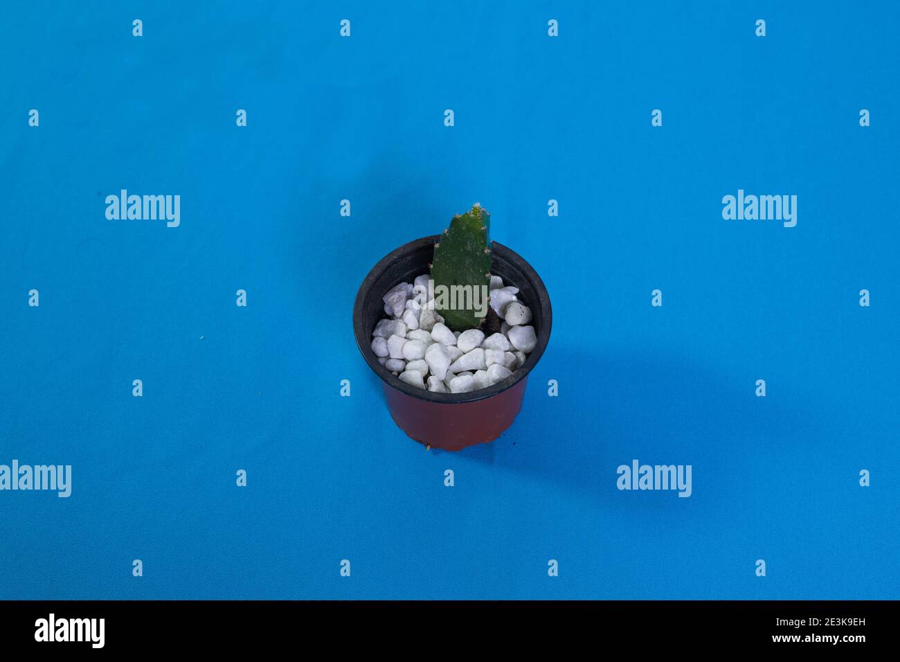 candlestick cactus with decorative stones ideal for desks Stock Photo