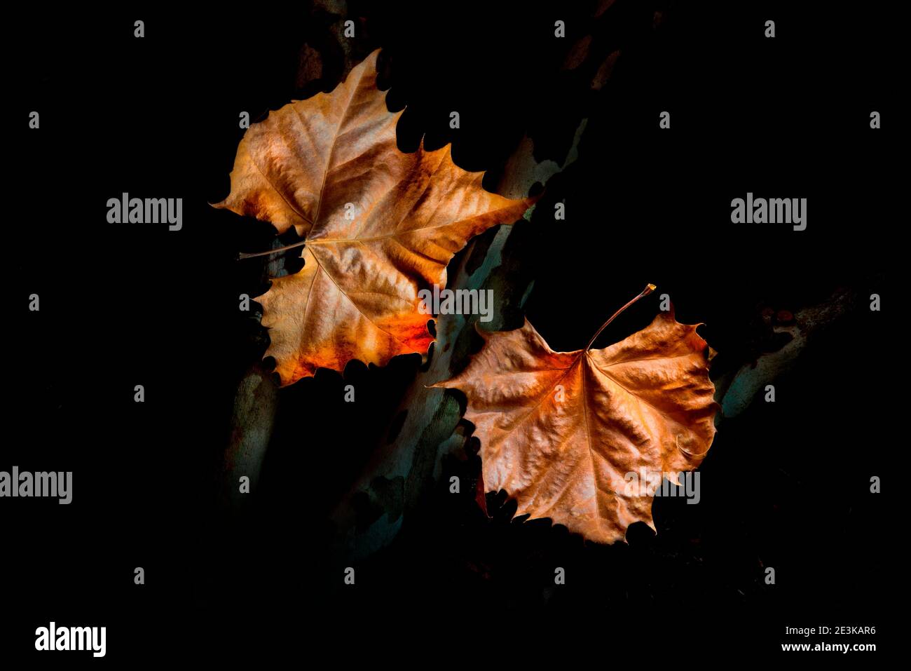 Sycamore leaves and branches from the tree. Stock Photo