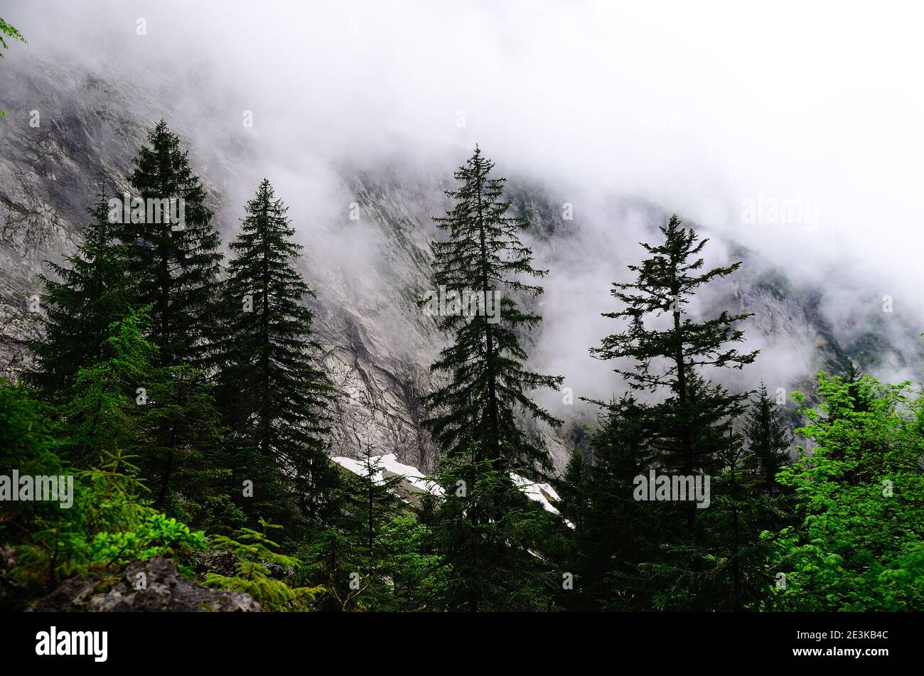 green pine trees in high mountain with fog Stock Photo - Alamy