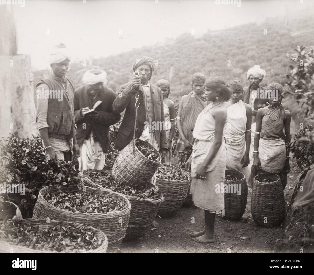 Vintage 19th century photograph weighing tea on a tea plantation