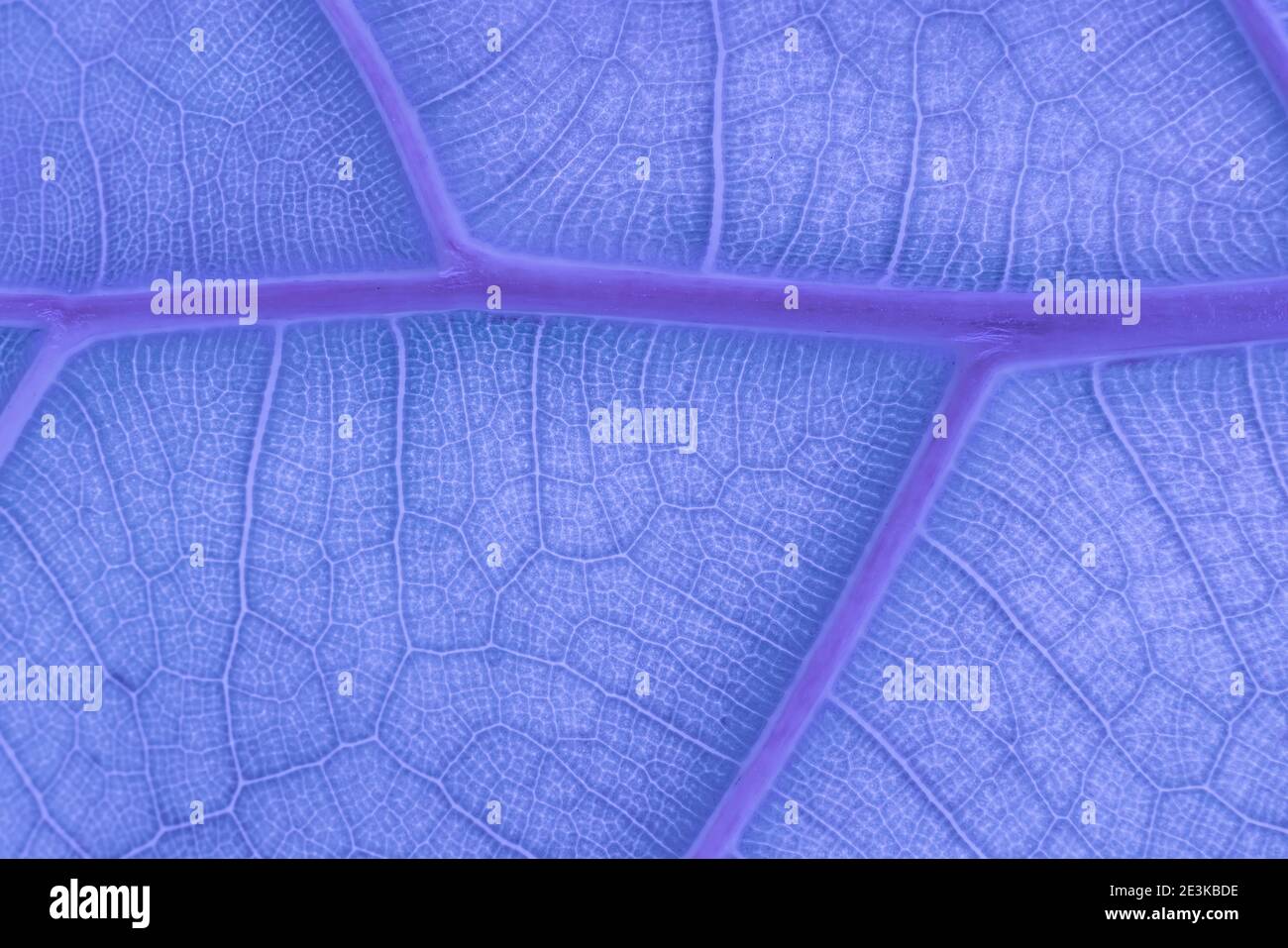 Neon Blue fluorescens Abstract Backlit Leaf Texture imitating veins Stock Photo