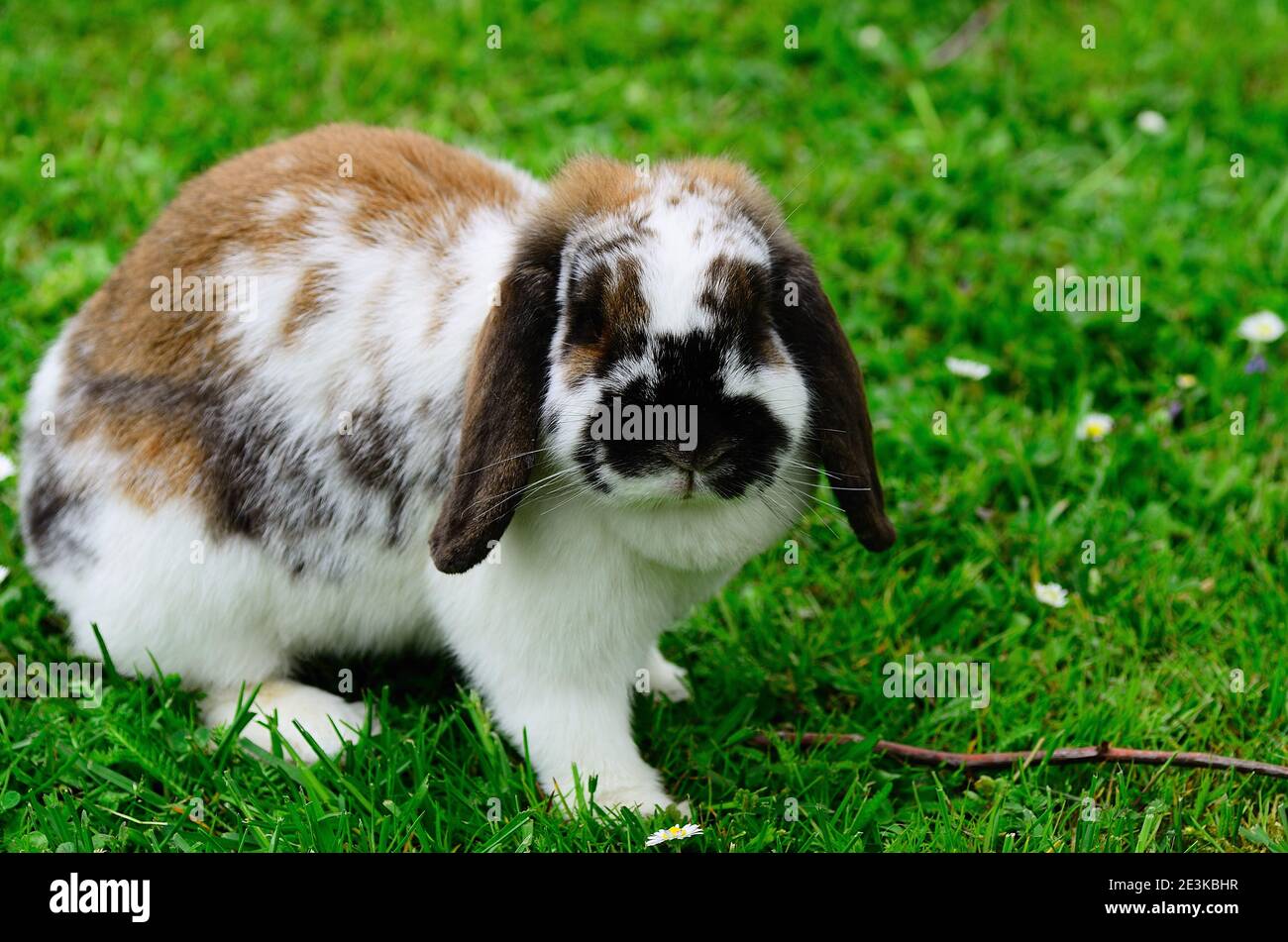 Rabbit looks hi-res stock photography and images - Alamy