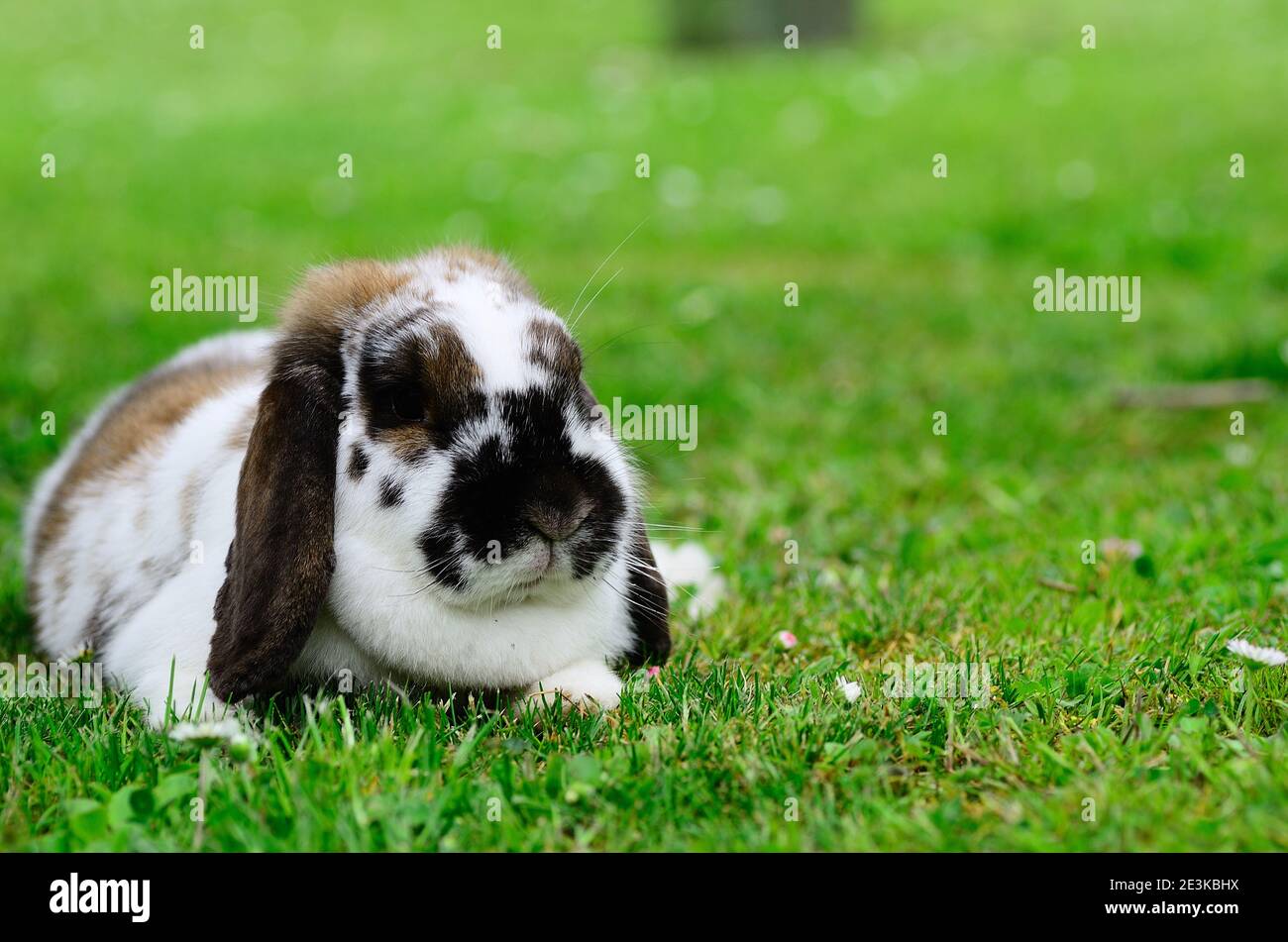 less dear widder rabbit lies in the green grass Stock Photo - Alamy