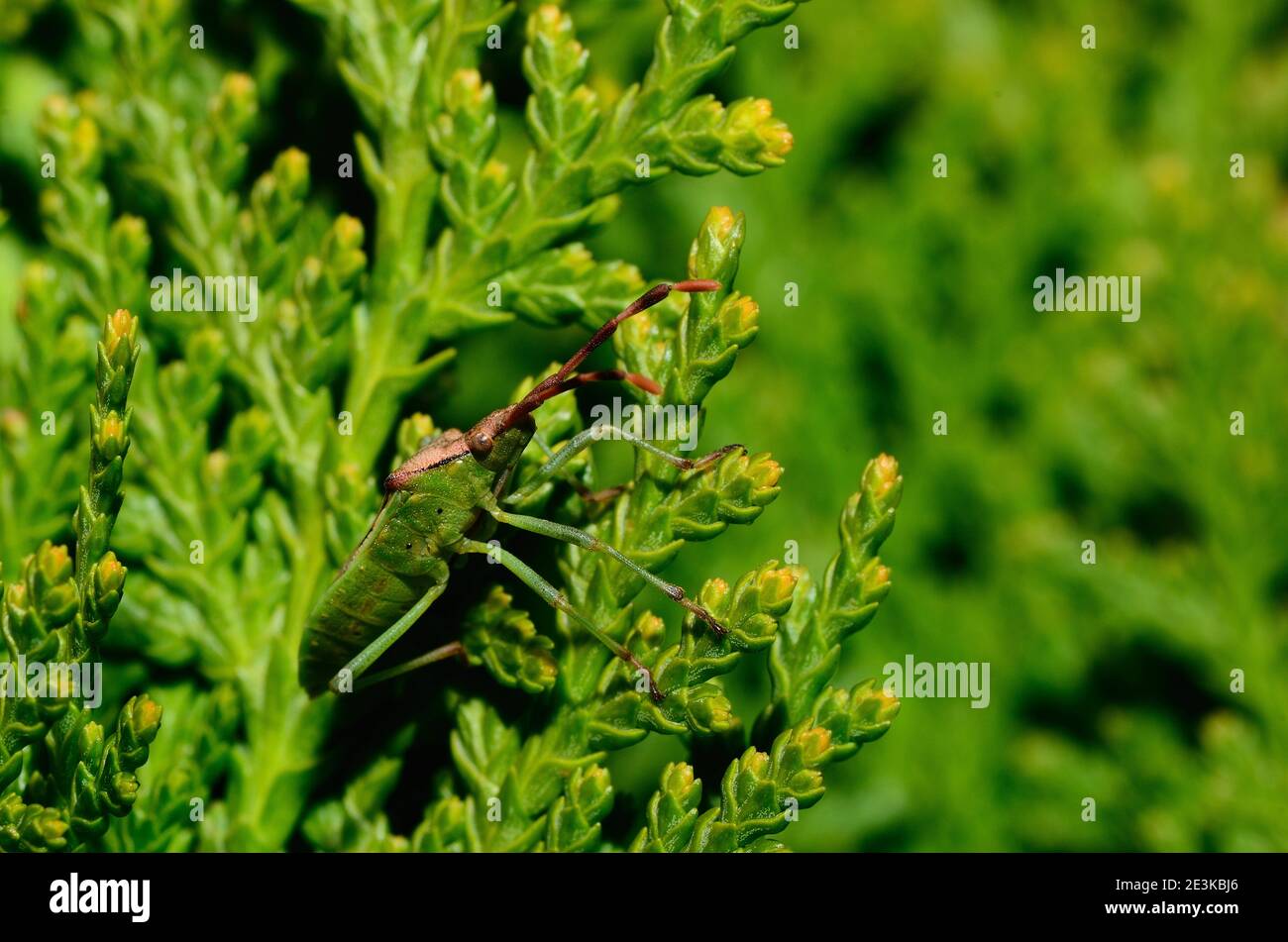 green beetle sitting on a green bush in the sun Stock Photo - Alamy