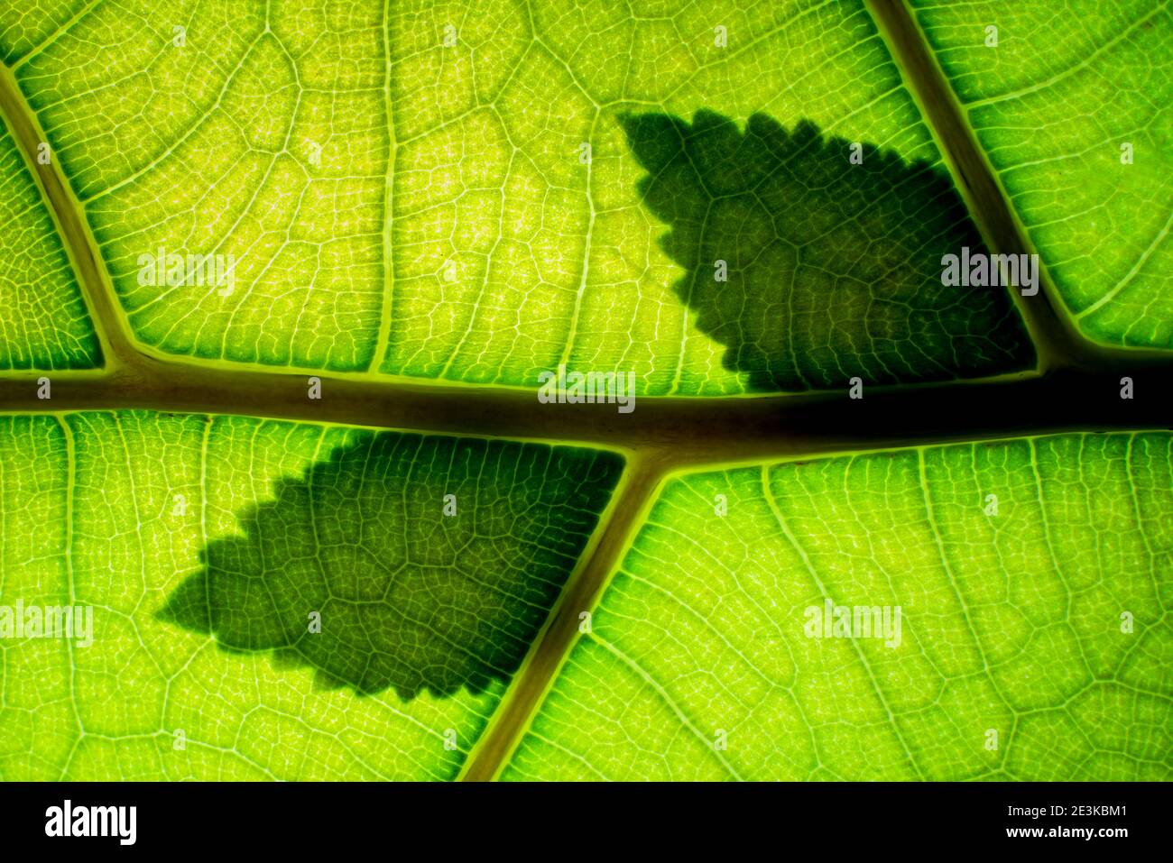 Concept of Environmental awareness of Green Backlit Leaf Vein Stock Photo