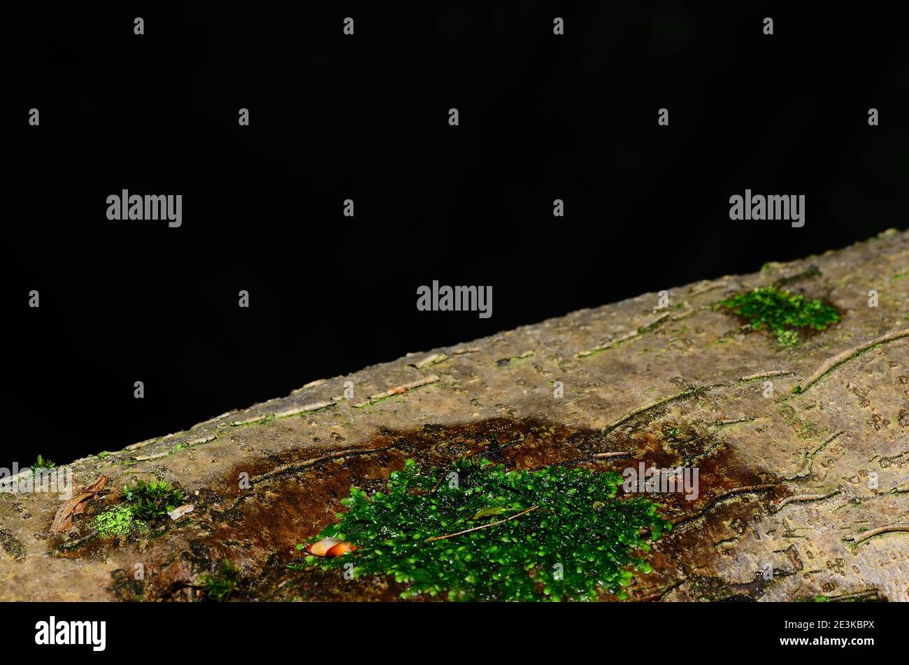 tree trunk with green moss and black background Stock Photo - Alamy