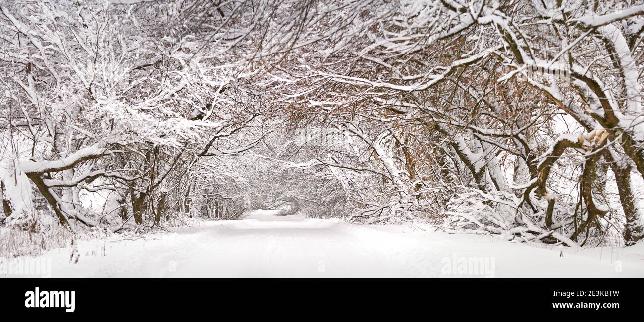 Winter snowy alley road panorama. Branches of trees and bushes.  Snow-covered winding rural dirt street in village. Winter wonderland after  blizzard. C Stock Photo - Alamy
