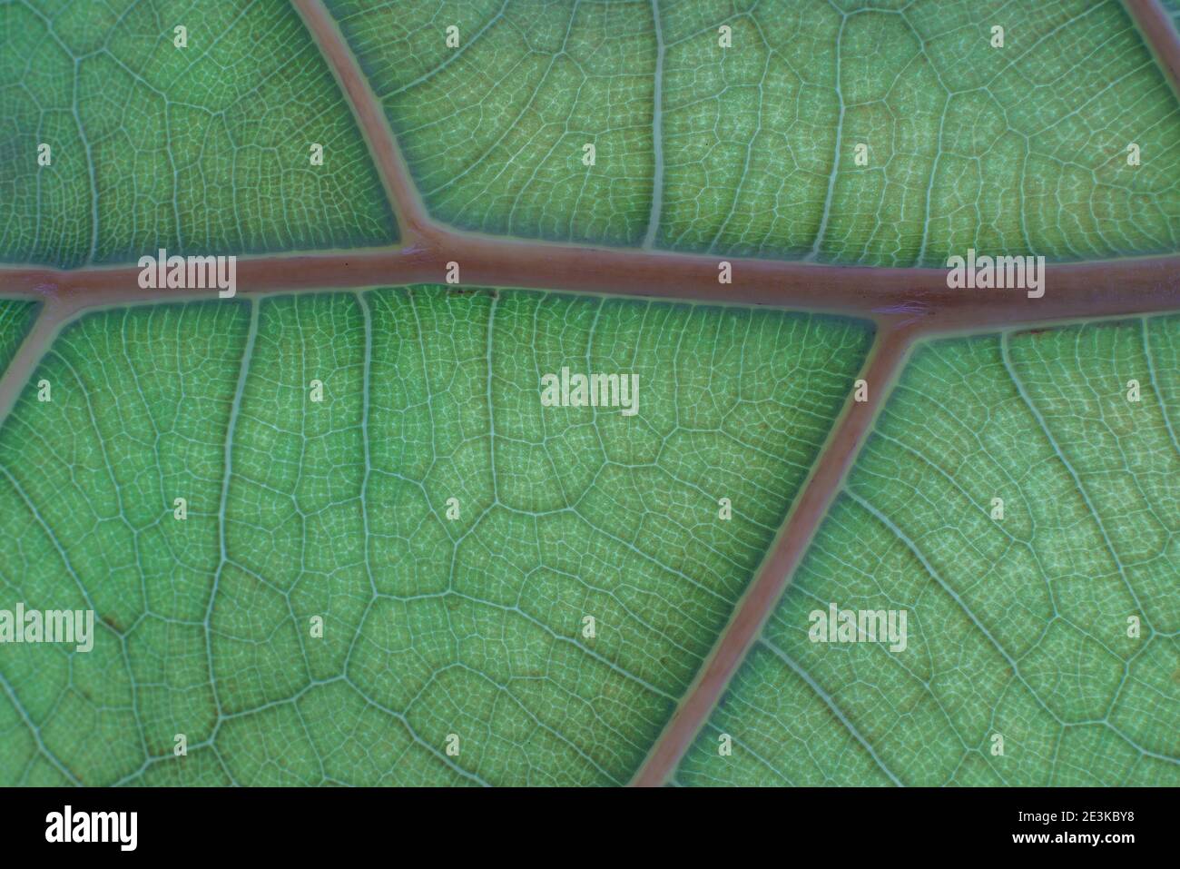 Leaf Texture and Backlit Structure Chlorophyll Symmetry Background ...