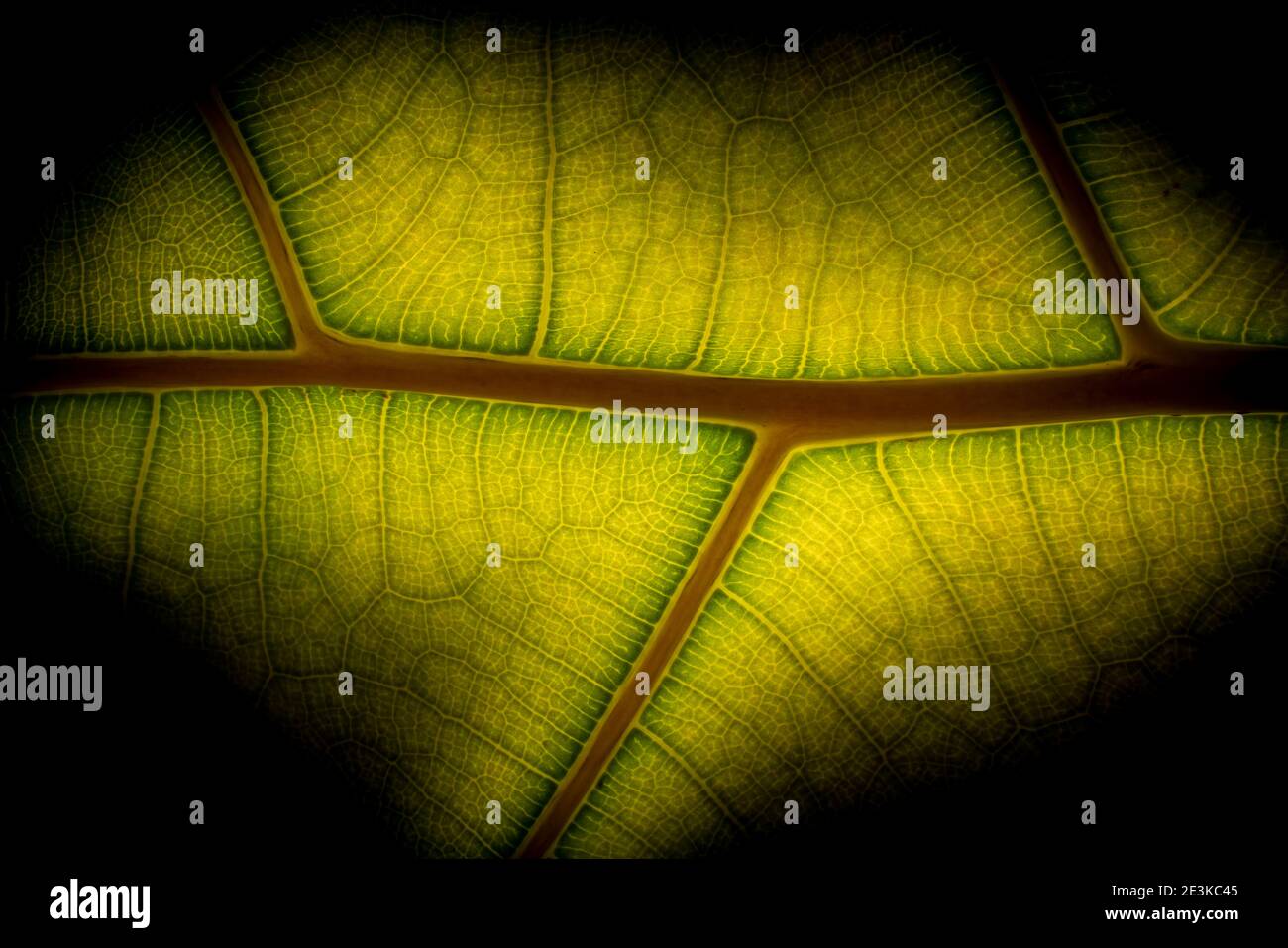 Black Backlit Structure Chlorophyll Symmetry Background Stock Photo - Alamy