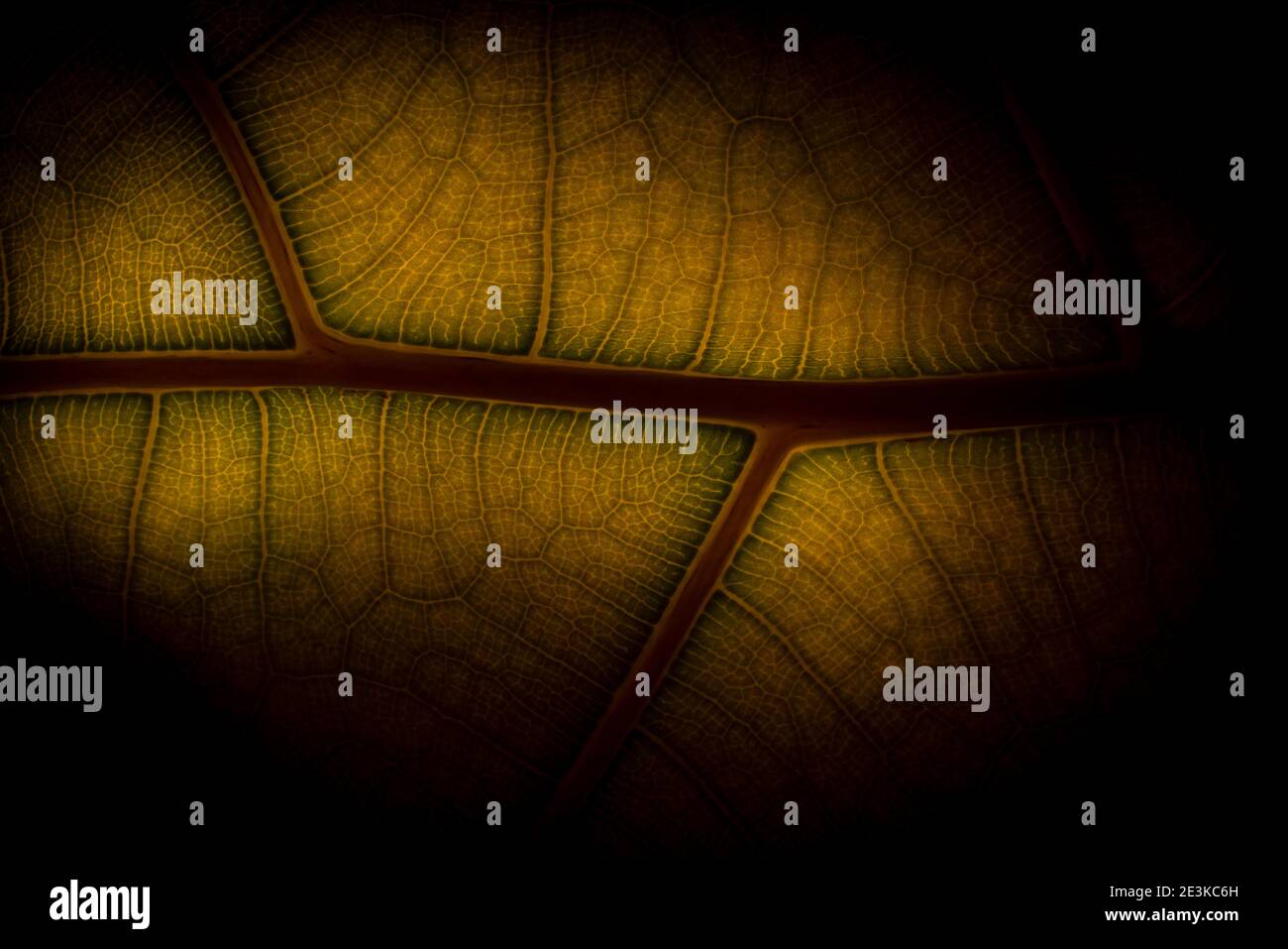 Black Backlit Structure Chlorophyll Symmetry Background Stock Photo - Alamy