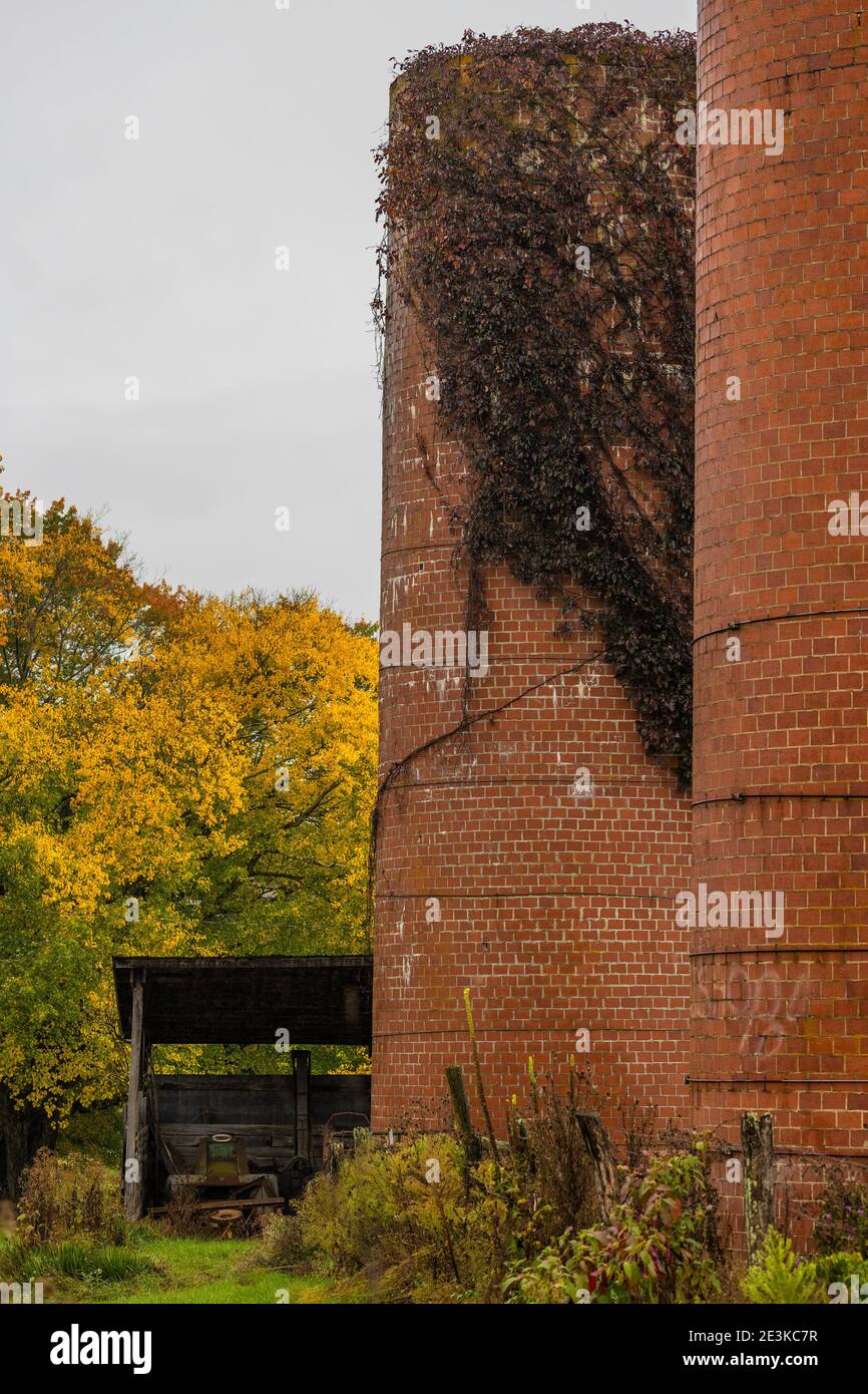 Two brick silos with vine growing on one surrounded by autumn colored trees. Stock Photo
