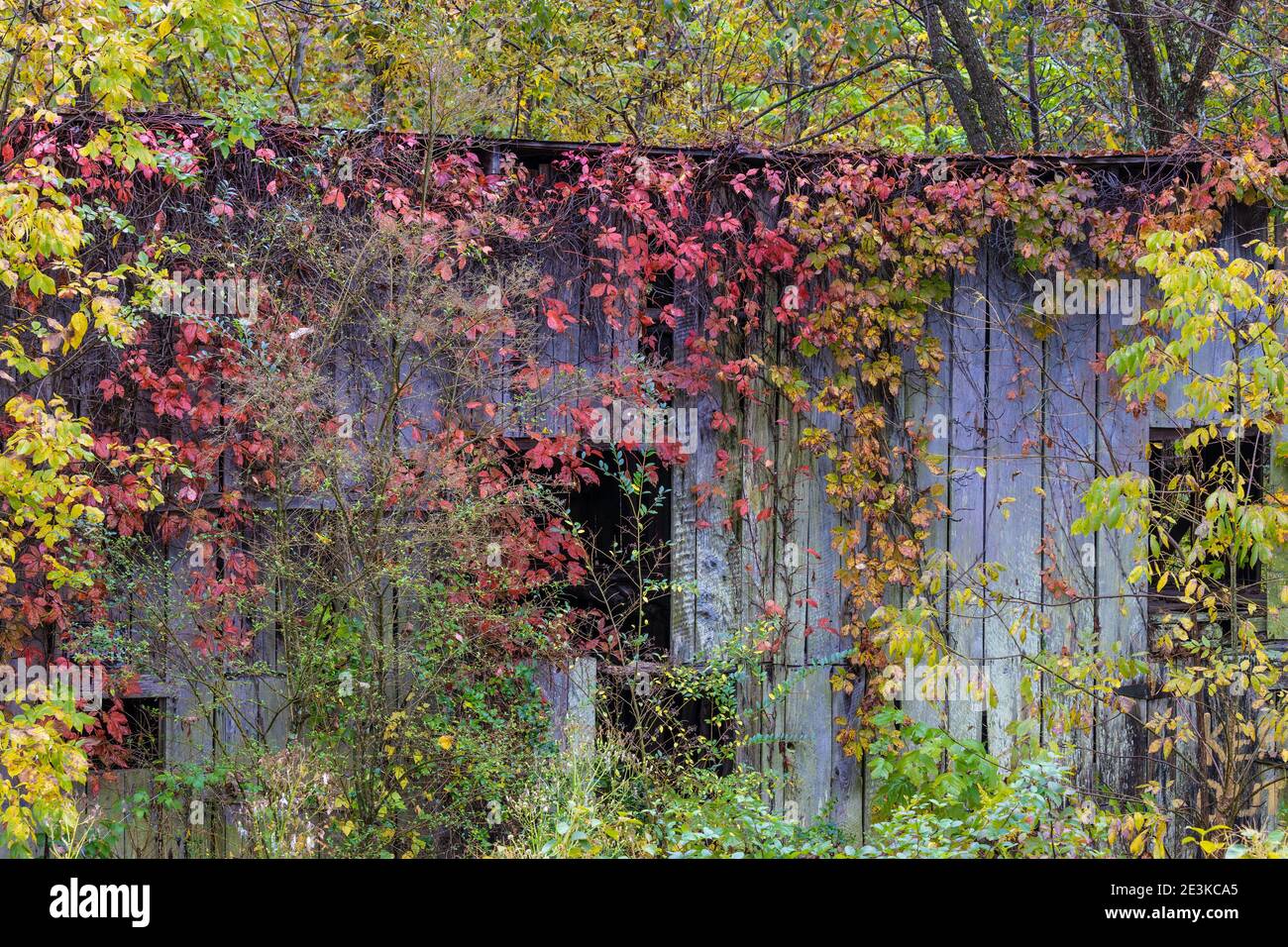 Vines grow on old abandonded building their autumn colors brighten up the decaying structures. Stock Photo