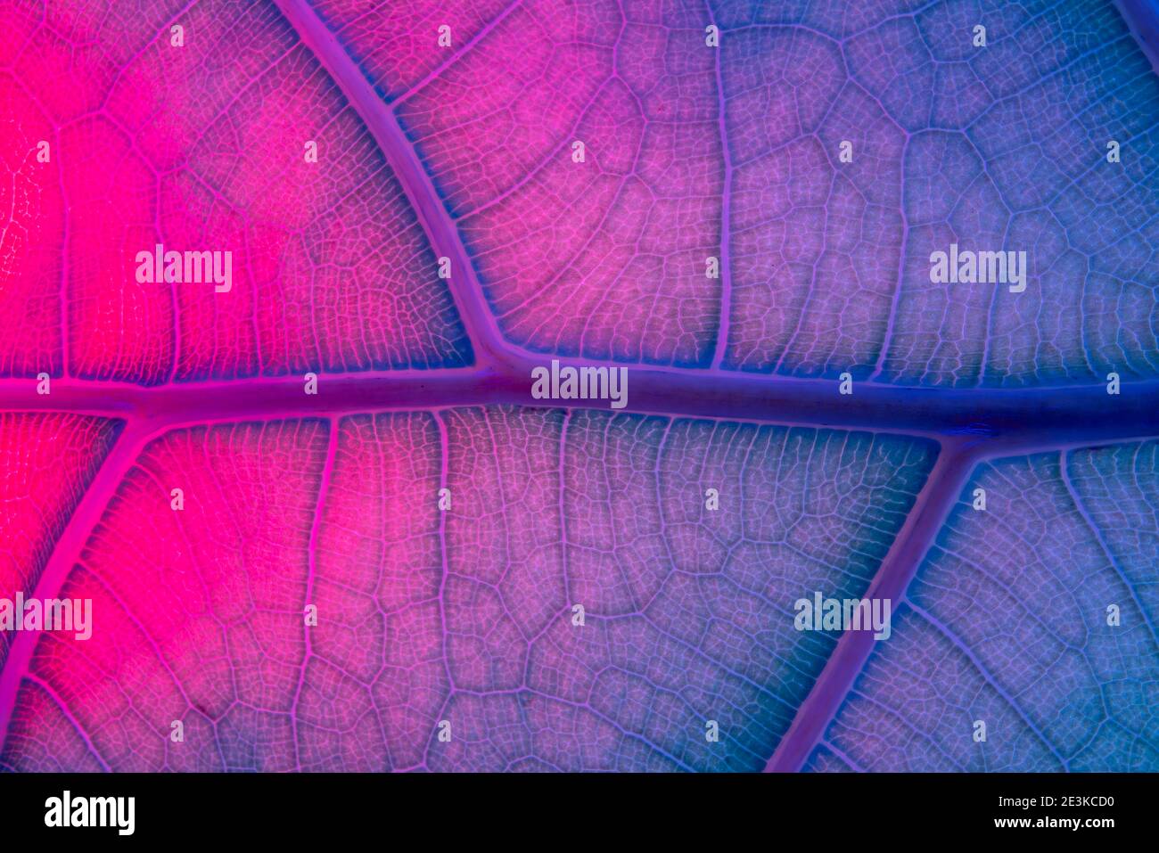 Neon fluorescens Abstract Backlit Leaf Texture imitating veins Stock Photo