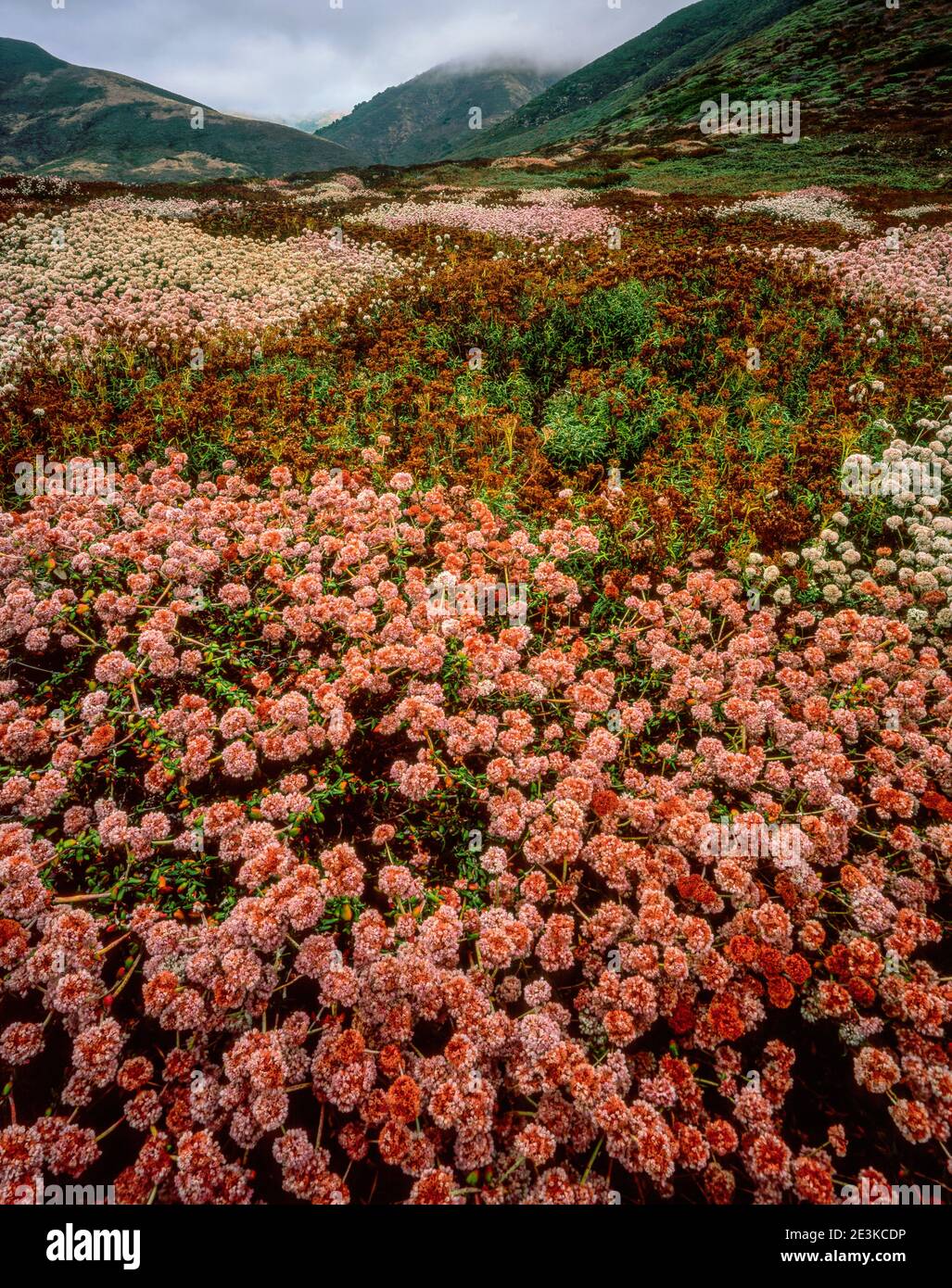 Buckwheat, Garrapata State Park, Big Sur, Monterey County, California Stock Photo