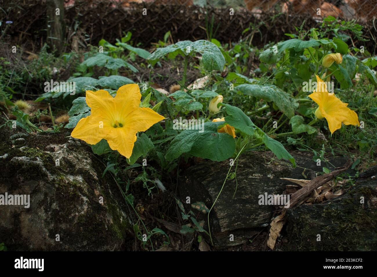 Yellow blossom flower of zucchini in garden.Fried zucchini is a traditional recipe in Greece. Zucchini plant.Green vegetable growing on bush. Stock Photo