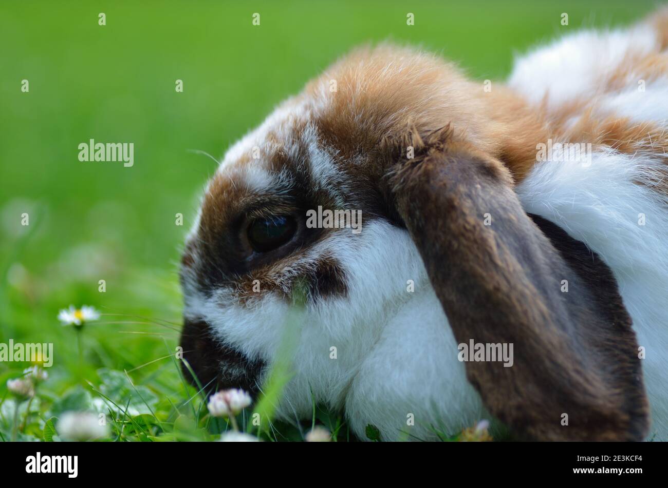 dear little bunny in close up Stock Photo