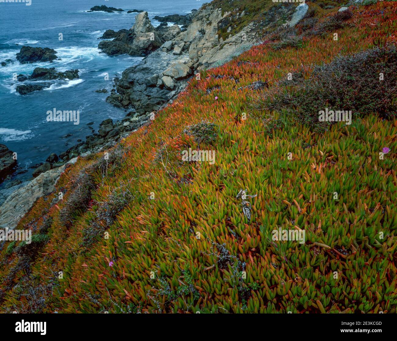 Iceplant, Garrapata State Park, Big Sur, Monterey County, California Stock Photo