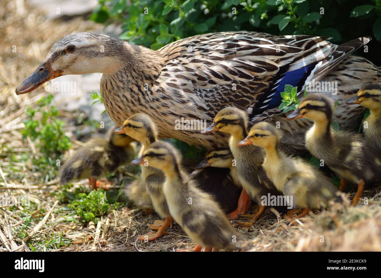 indian runner duck and many babies in the garden Stock Photo