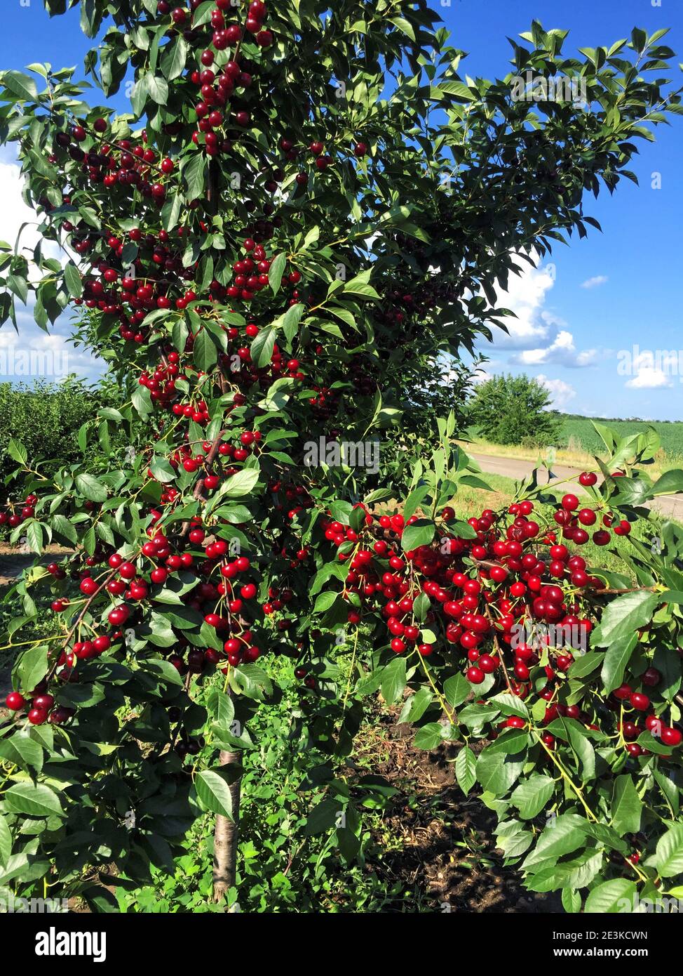 Sour cherry farm in Serbia Stock Photo Alamy