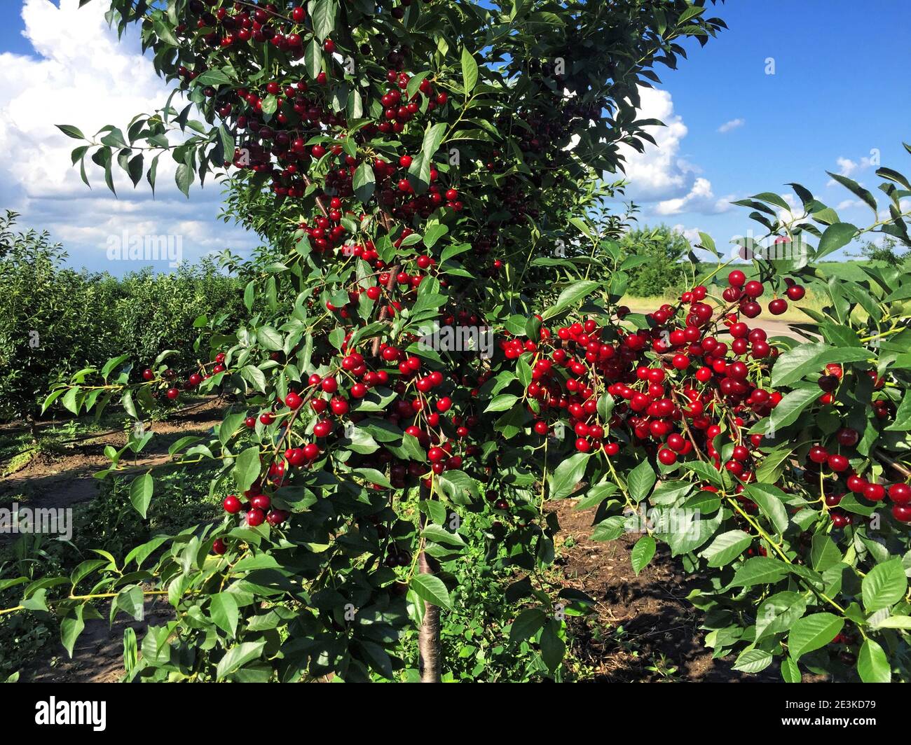 Sour cherry farm in Serbia Stock Photo Alamy