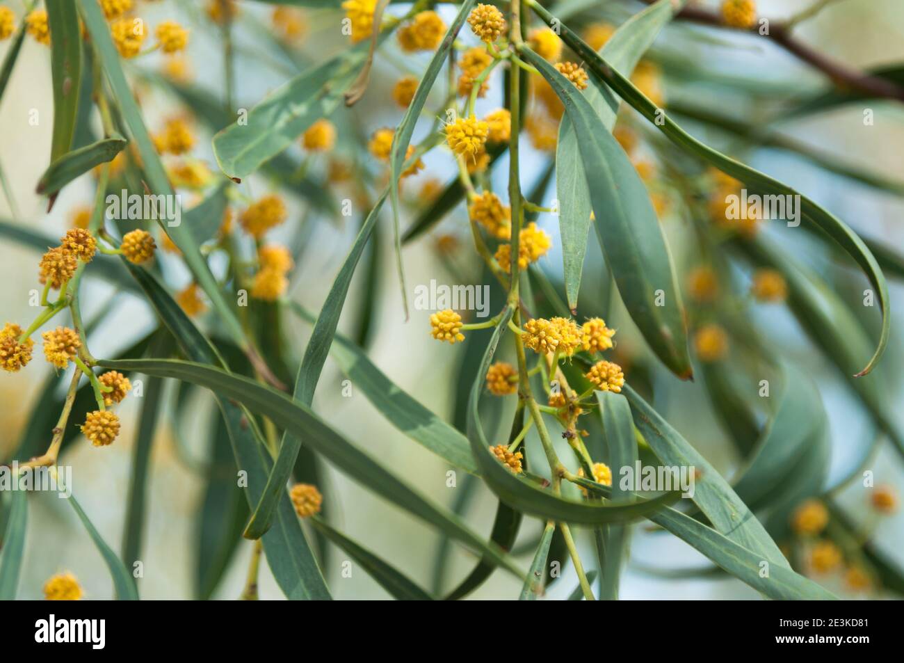 Blossoming of mimosa tree flowers with green leaves close up in spring. Acacia pycnantha, golden wattle Stock Photo