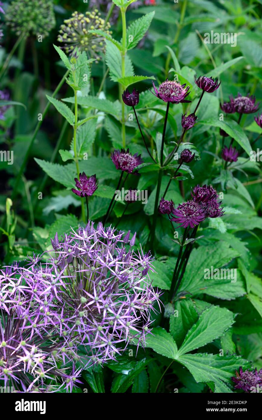 Allium Cristophii,Astrantia major Claret,dark red  purple flowers,flowering,mixed planting scheme,mixed border,spring flowers,RM Floral Stock Photo