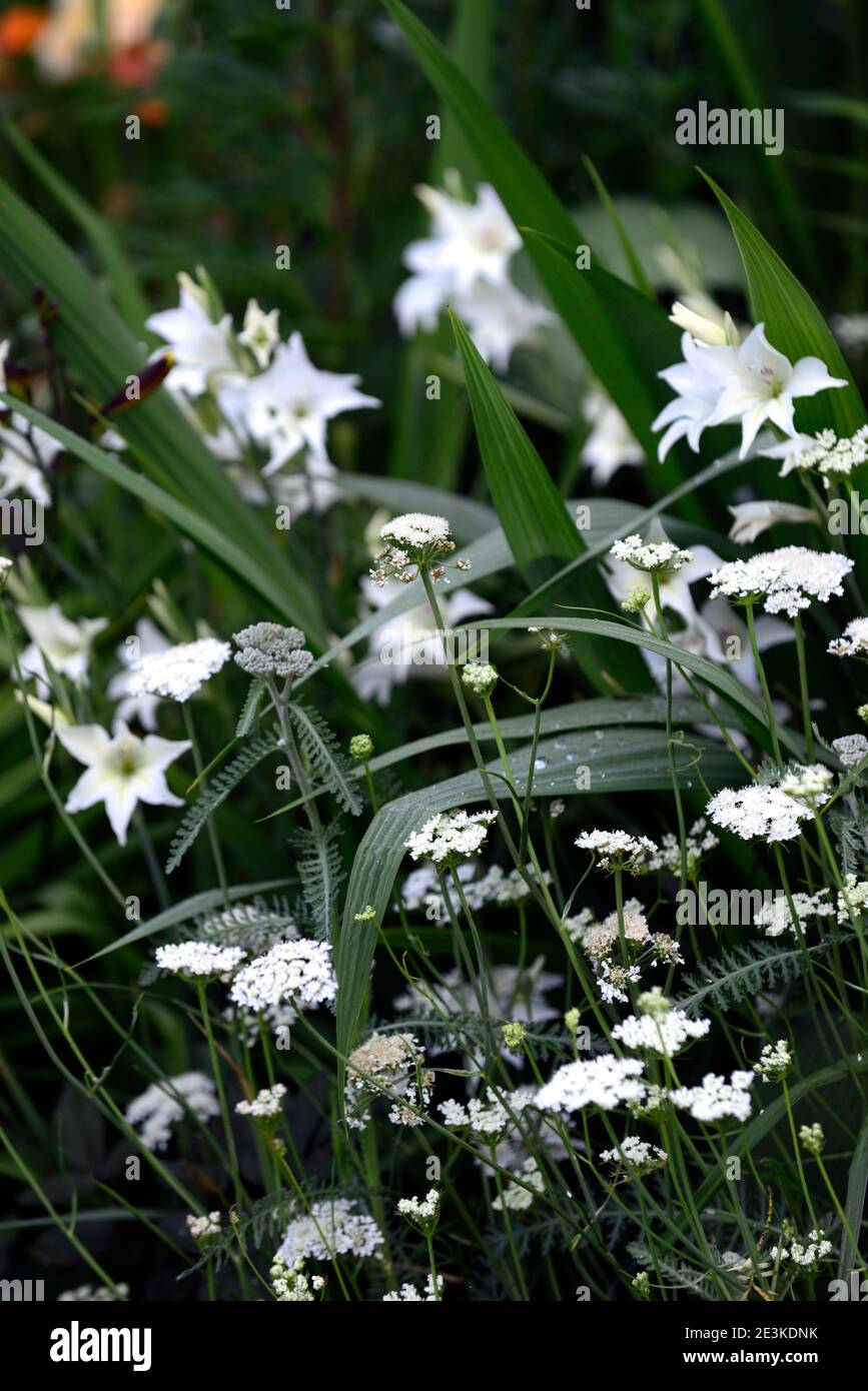 Bunium bulbocastanum,Gladiolus nanus The Bride,white flowers,white planting scheme,umbel,umbels,umbellifer,gladioli,mixed planting scheme,RM floral Stock Photo