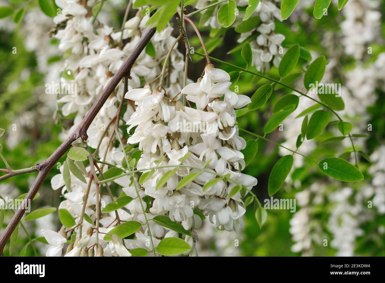 Abundant flowering acacia branch of Robinia pseudoacacia, false acacia, black locust close-up. Source of nectar for tender but fragrant honey. Stock Photo