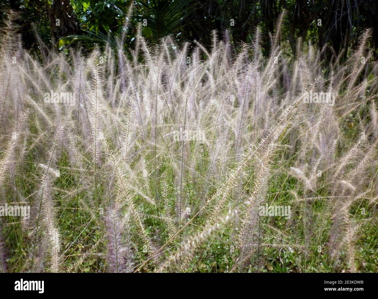 Lot of tiny grass flower spikes on plain lawn Stock Photo