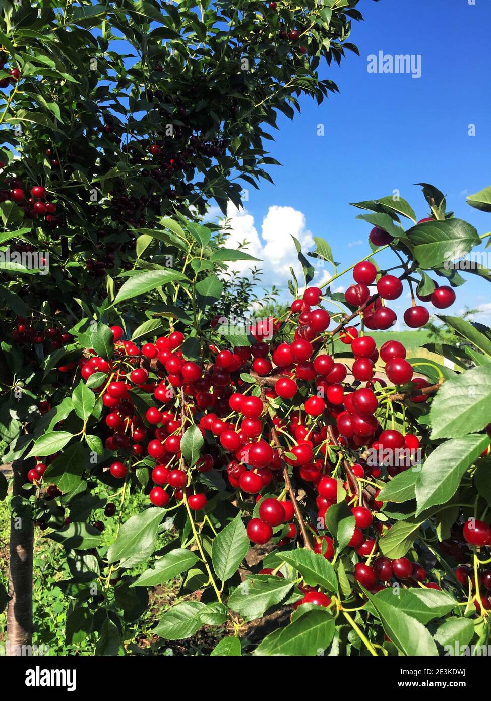 Sour cherry farm in Serbia Stock Photo Alamy