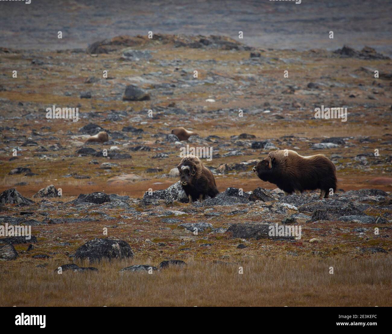 Muskox bull approaches a female by sniffing during rutting season. Stock Photo