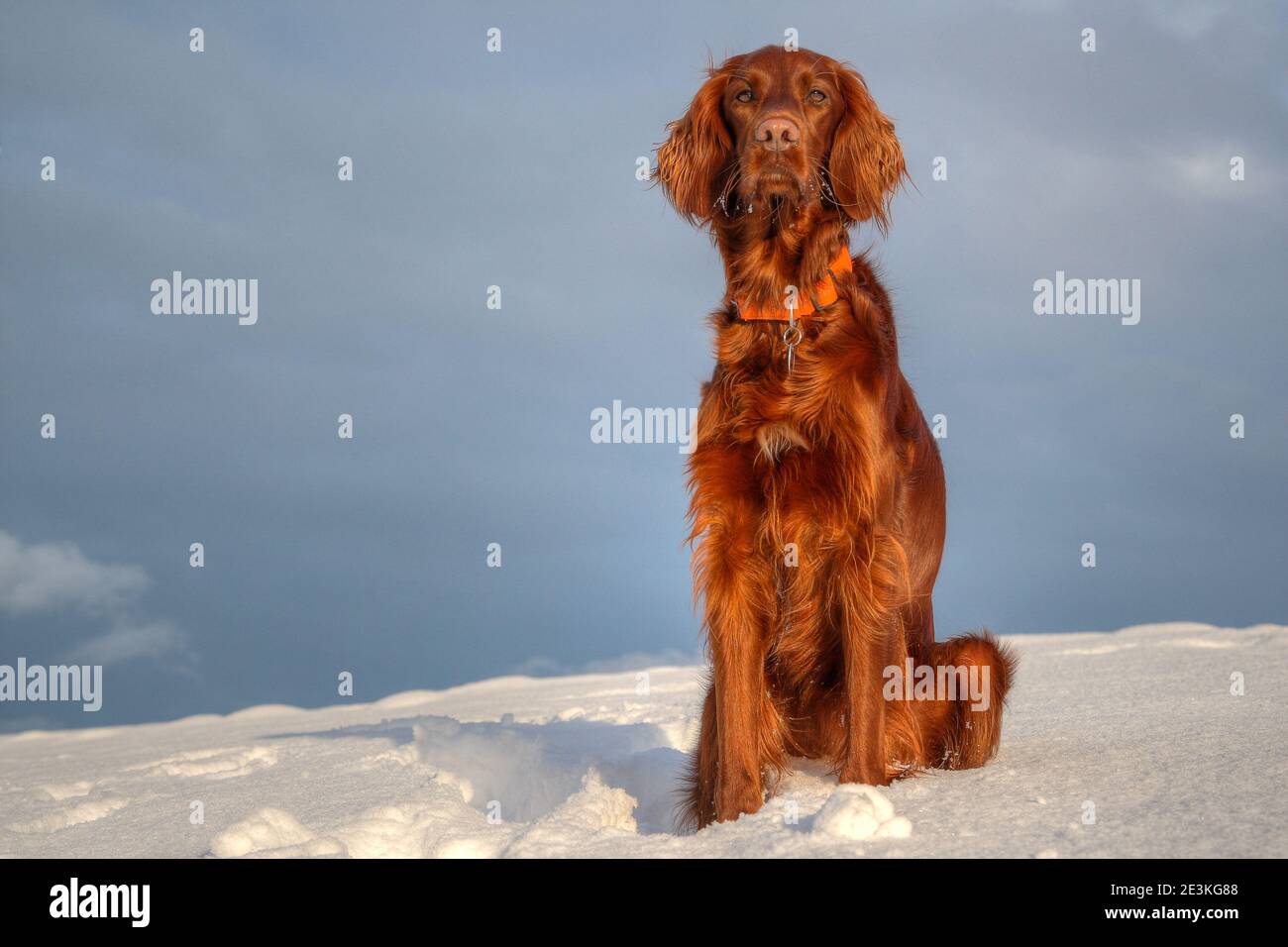 On a winter afternoon a beautiful red Irish setter sits in the warm light of the evening sun on a hill in the snow. Stock Photo